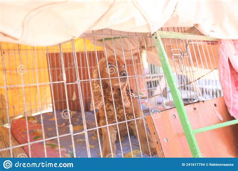 Homeless Dogs In The Kennel Are Sitting In Cages Stock Photo Image Of
