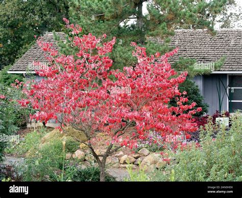 Cornus Florida Varieties