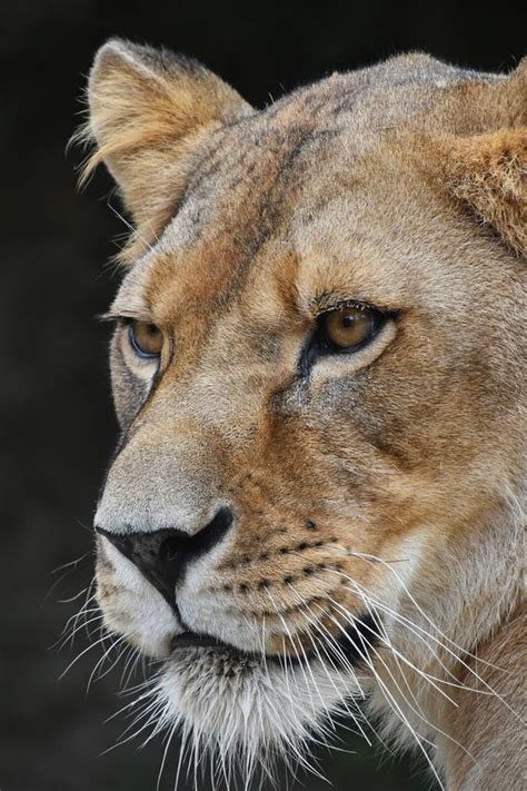 Close Up Portrait Of Female African Lioness Stock Photo Image Of Head