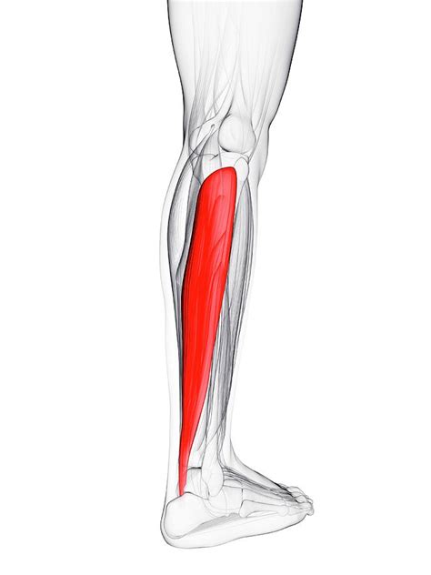 Calf Muscle Photograph By Scieproscience Photo Library