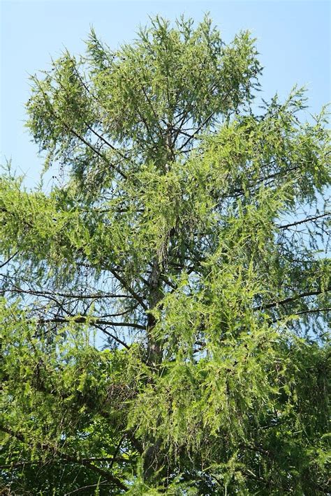 Larix x eurolepis / lariks. Europese lariks, boom, naaldboom, aesthetisch, takken, larix decidua, lariks, larix, Pine ...