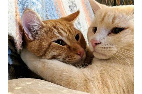 24 Photos And S Of Cats Hugging Other Cats That Will Squish Your Heart