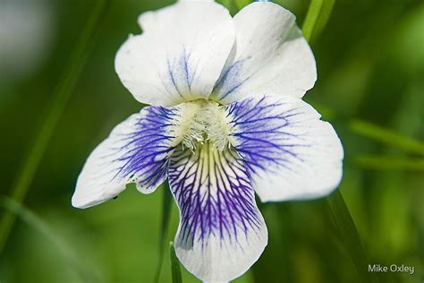 White Wood Violet By Mike Oxley Redbubble