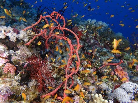 Das Rote Meer Verzaubert Mit Farbenvielfalt Blue Water Dive Resort