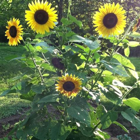 Transplanting sunflowers isn't difficult and is similar to transplanting other plants. Sunflowers doing well | Plants, Garden, Sunflower