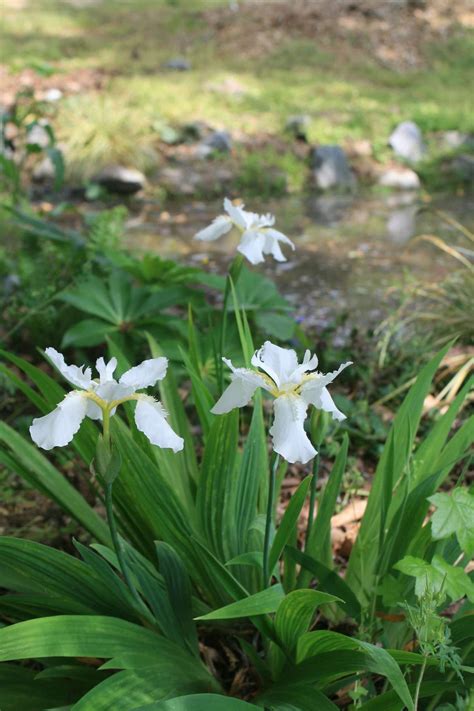 Iris Tectorum Alba Roof Iris For Sale Rare Roots Outside Plants