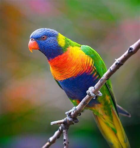Rainbow Lorikeet Birds Wiki Fandom