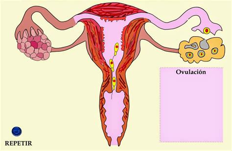 Sistema Reproductor Femenino Y Masculino Ciclo Menstrual Kulturaupice