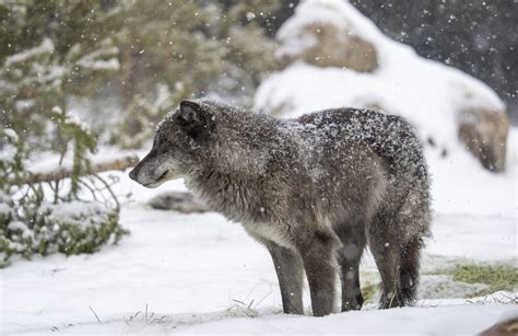 Beautiful Grey Wolves Photos West Yellowstone Gray Wolves Flickr
