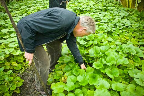 Wasabi has been called the hardest plant in the world to succeed at growing. The Secrets of Spices: A Compendium of Botanical and ...