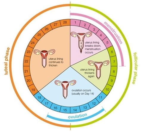 Phases Of Menstrual Cycle And Ovulation Pectiv Blogs