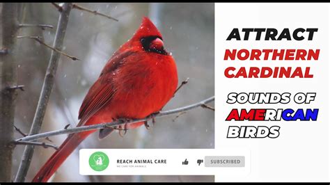 How Does Northern Cardinal Sound Youtube