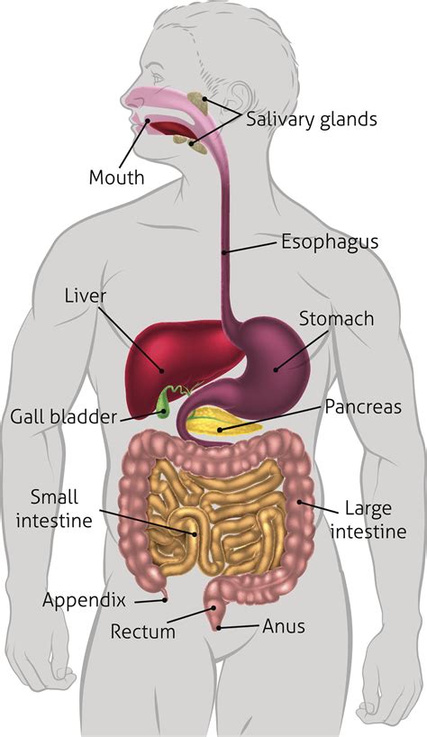 Liver diagram this post displays liver diagram. Where is Your Liver Located - Bodytomy