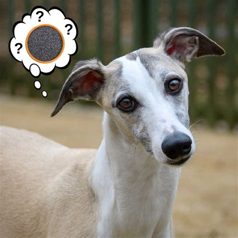 Can Dogs Eat Poppy Seeds? This Is What You Need To Know