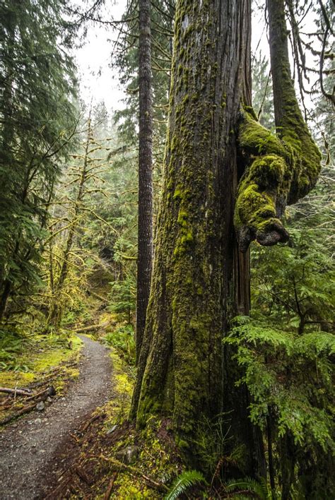 Click transfer , then click continue to move funds from ethereum to matic. Enchanted Valley Trail to Pony Bridge | Outdoor Project