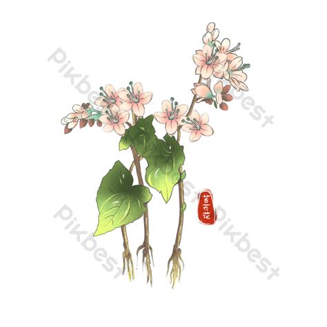 Tartary Buckwheat Png Images Psd Free Download Pikbest