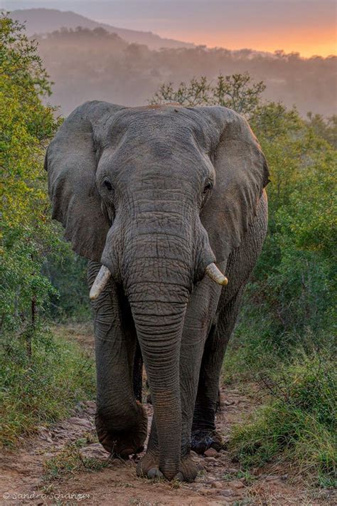 Afrikanischer Elefant Loxodonta Africana Elephant Male Elephant