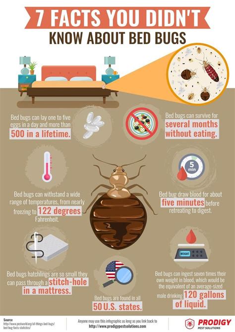 Prodigypestsolutions Com Facts You Didn T Know About Bed