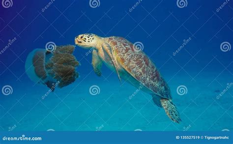 Green Sea Turtle Eats Large Crown Jellyfish Stock Image Image Of