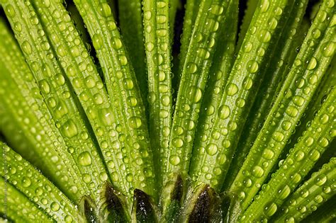 Xavier's flowers is committed to creating beautiful flower arrangements and floral gifts for any occasion. Green mums flower, macro by Adam Nixon - Abstract, Flower ...