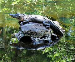 A Broken Link At The Hillsborough River State Park Hiking Trails And Missed Connections