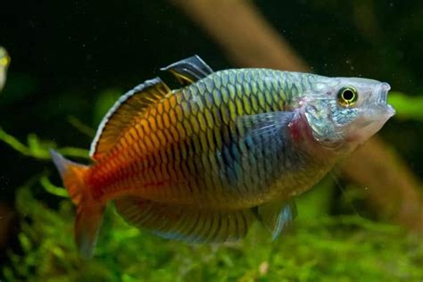 10 Different Types Of Rainbowfish Nayturr