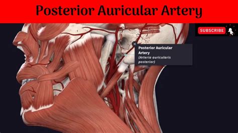 Posterior Auricular Artery Anatomy Mbbs Education Bds The Best Porn Website