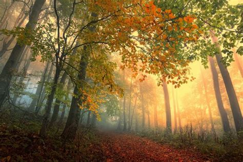 Осенний лес в тумане Обои на рабочий стол