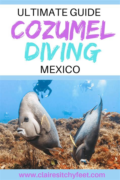 The Ultimate Guide To Diving In Cozumel Cozumel Cozumel Diving