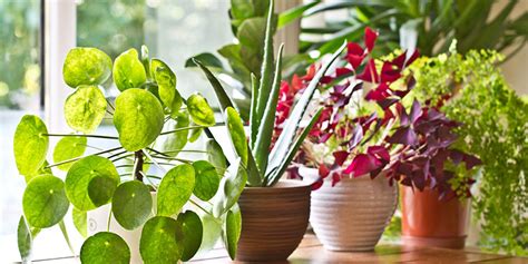 18 Best Vastu Plants For Home