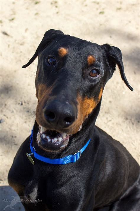 Doberman Pinscher Dog For Adoption In Seal Beach Ca Adn 495867 On