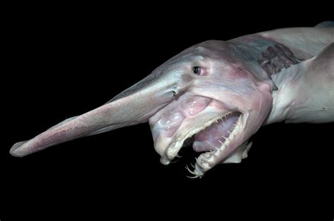 Weird Animals That Live In The Sea 20 Bizarre Sea Creatures That Look