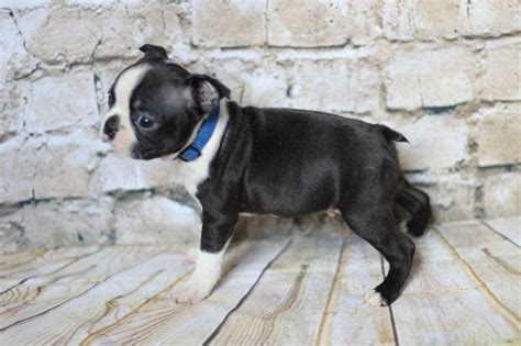 Our #1 goal is customer ratification and it's our job for make i take great pride in partnering with the best certified breeders in ohio to offer you the highest quality, cutest puppies for adoption. Boston Terrier Puppies For Sale | Michigan Avenue, MI #192639