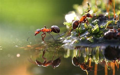 Ant Hd Wallpaper Background Image 1920x1200