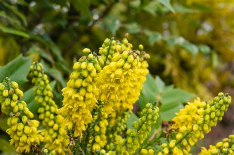Leatherleaf Mahonia Delivers A Lot Year Round The Tidewater News