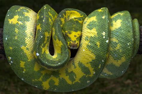 Green Yellow Snake By Albertus Nugroho