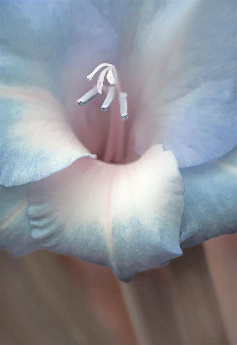 Gladiola Flower Soft Blues Photograph By Jennie Marie Schell Fine Art
