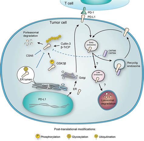 Post Translational Modifications And Subcellular Transportation Of