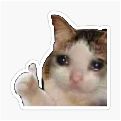 Meme Gato Llorando Hd El Meme De La Mujer Grit Ndole A Un Gato Sentado