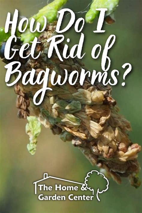 How Do I Get Rid Of Bagworms Video Garden Pests Gardening Tips Garden Center