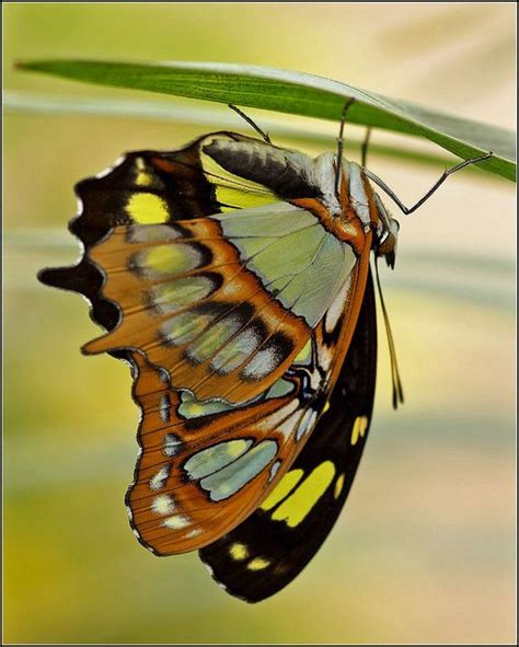 Malachite Upsidedown Beautiful Butterflies Butterfly Butterfly Poster