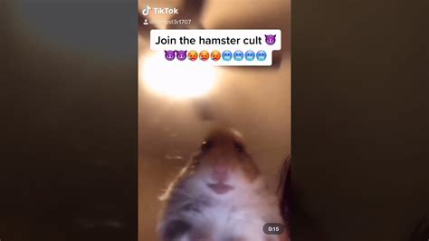 Join The Hamster Cult On Tiktok Youtube