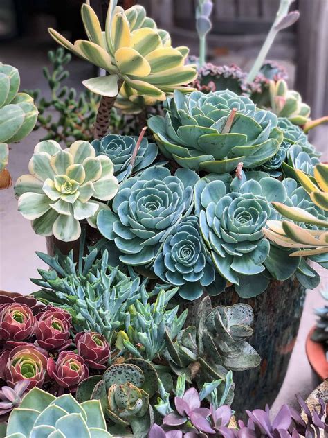 It is also called a rainbow hedgehog or arizona rainbow cactus. How to Care for Echeveria Imbricata (and other Succulents ...