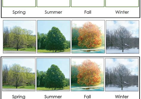 This Seasons Chart Features The Same Tree Through The Different Seasons