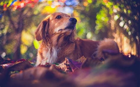 Golden Retriever Bokeh Labrador Dogs Autumn Forest Pets Cute