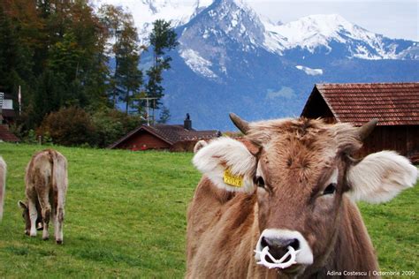 Angajari si locuri de munca elvetia mai simplu decat credeai. Photos: In drum spre Elvetia