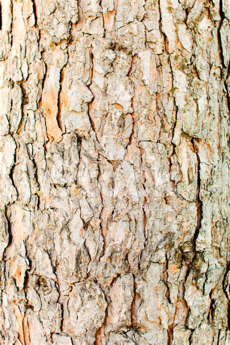 Pine Tree Bark Texture Stock Photo Royalty Free Freeimages