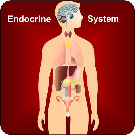 differential diagnosis of common adult endocrine disorders