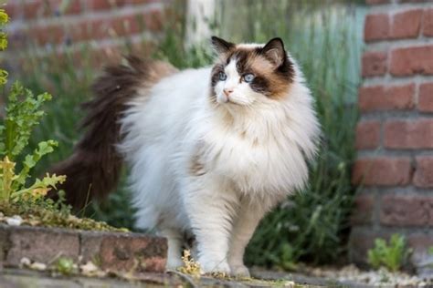 How Much Does A Ragdoll Cat Cost 2024 Price Guide Hepper