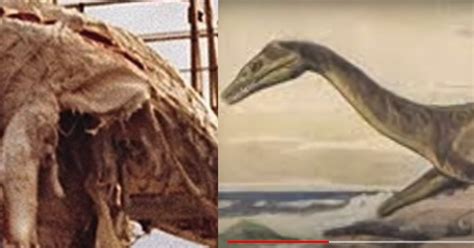 Fishermen ‘dredged Up Dinosaur Nicknamed ‘nessie Off New Zealand